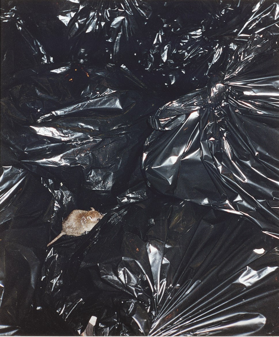 Wolfgang Tillmans (b. 1968)