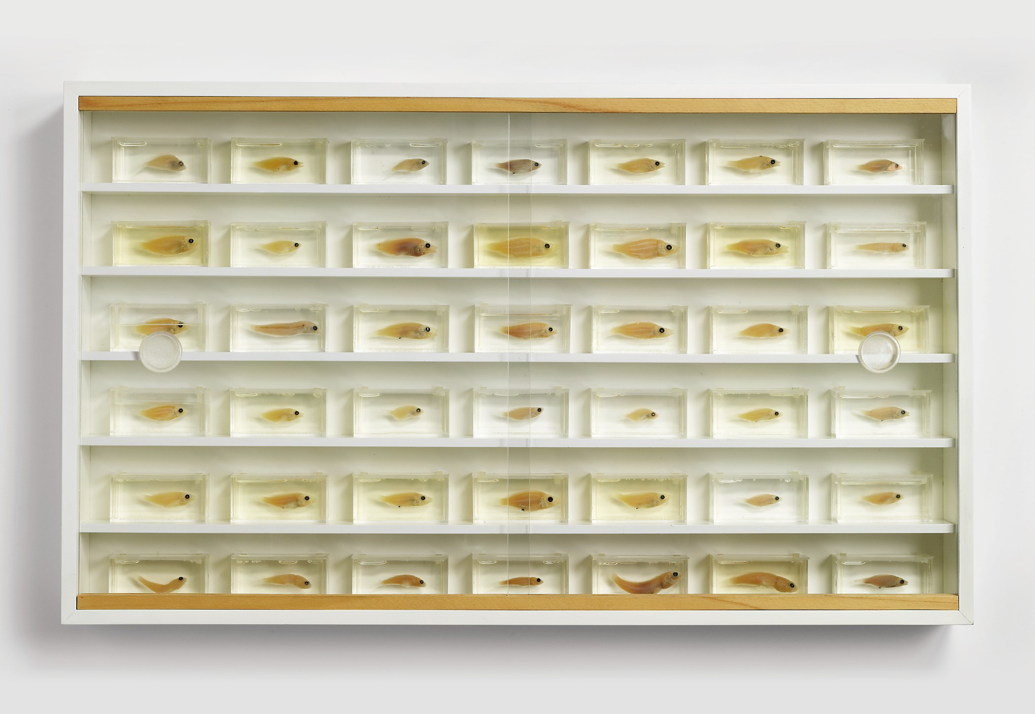 Damien Hirst (b. 1965)