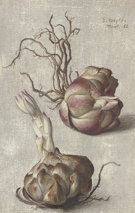 Eliot Hodgkin (1905-1987)