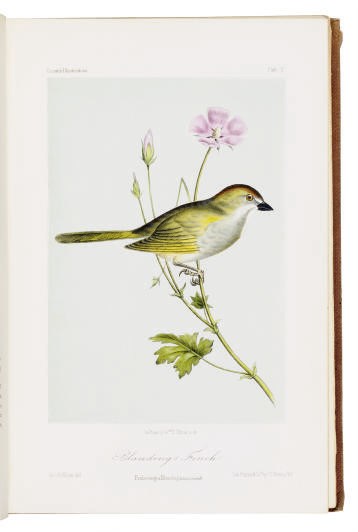 CASSIN, John (1813-69). Illustrations of the Birds of California, after George G. White, all printed and hand-colored by J.T. Bowen of Texas, Oregon, British and Russian America. Intended to contain descriptions and figures of all North American Birds not given by former authors, and a general synopsis of North American Ornithology. Philadelphia: J.P. Lippincott & Co., 1862.
4o. 50 hand-colored lithographic plates by William E. Hitchcock, some after George G. White, all printed and hand-colored by J.T. Bowen of Philadelphia. Original cloth (joints tender).