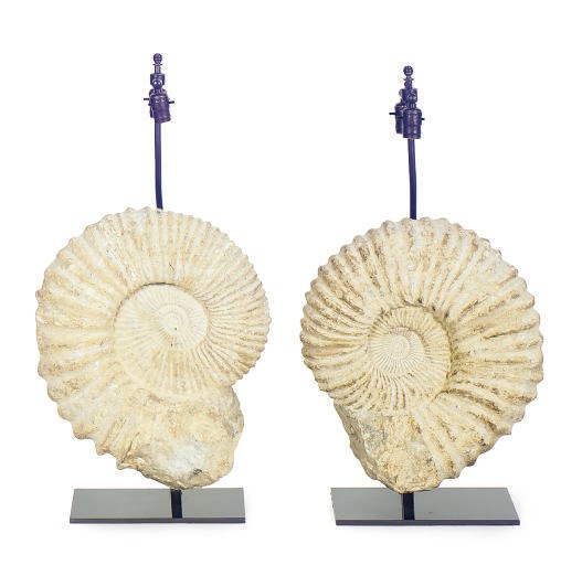 TWO AMMONITES ACANTHOCERAS,