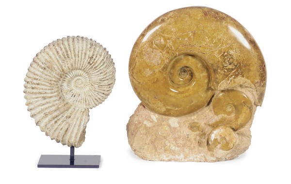 TWO AMMONITE FOSSILS,