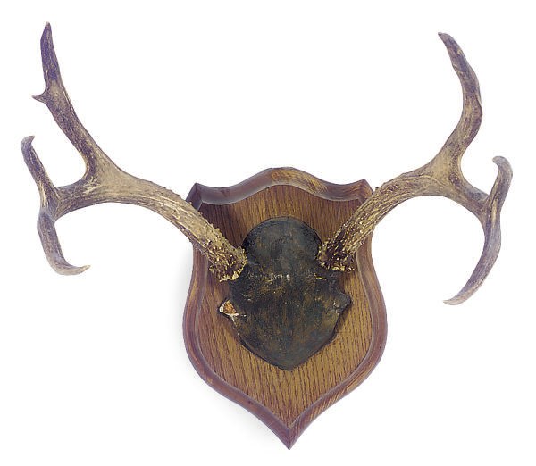 A MOUNTED ANTLER HORN,