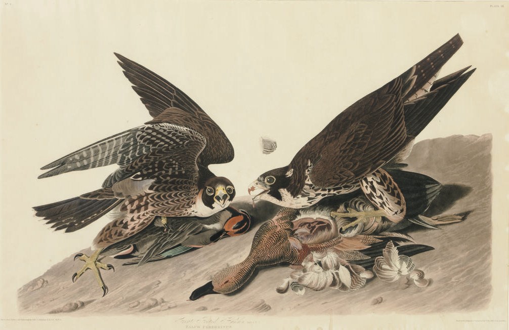 AFTER JOHN JAMES AUDUBON (1785-1851)
BY ROBERT HAVELL (1793-1878)