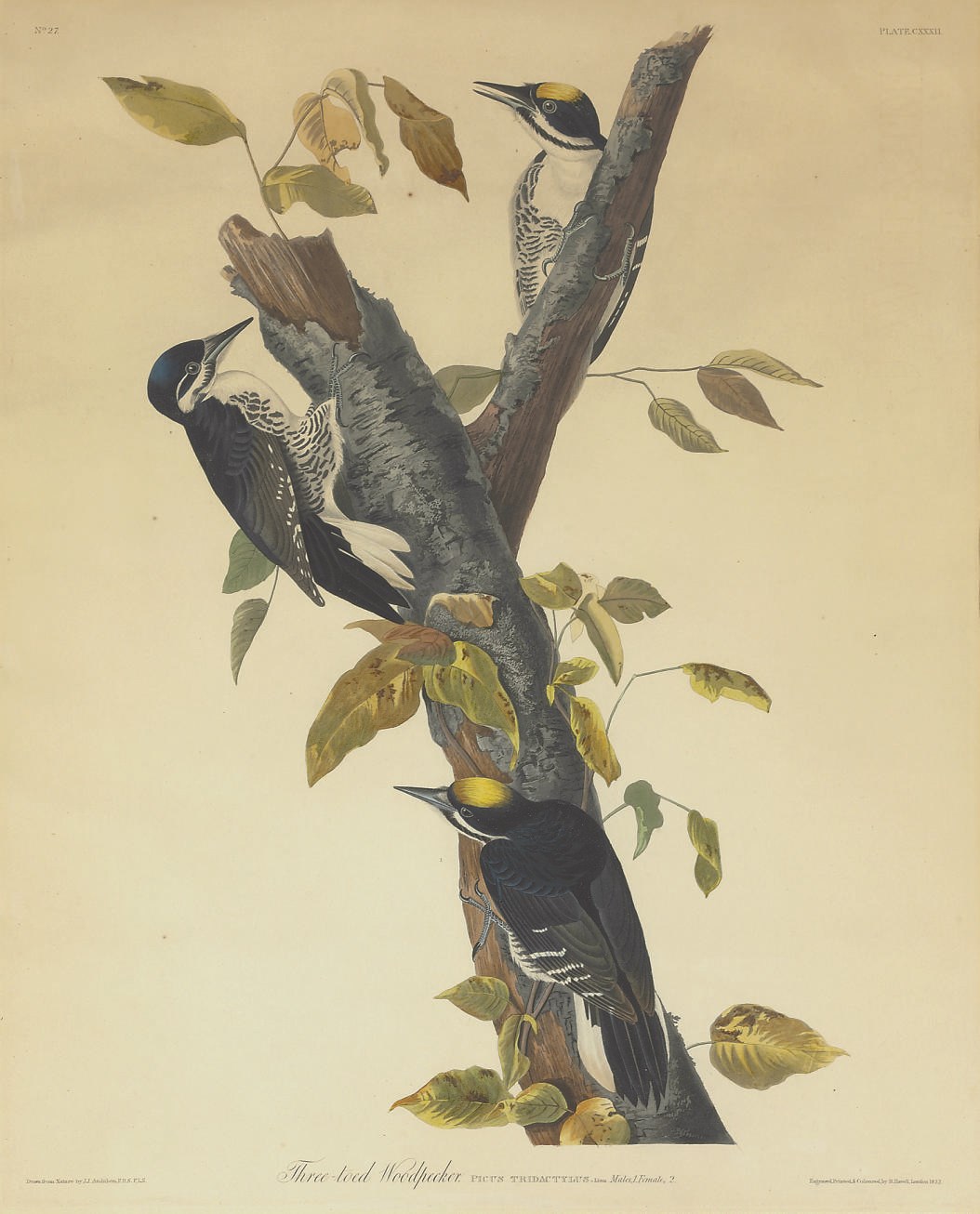 AFTER JOHN JAMES AUDUBON
BY ROBERT HAVELL