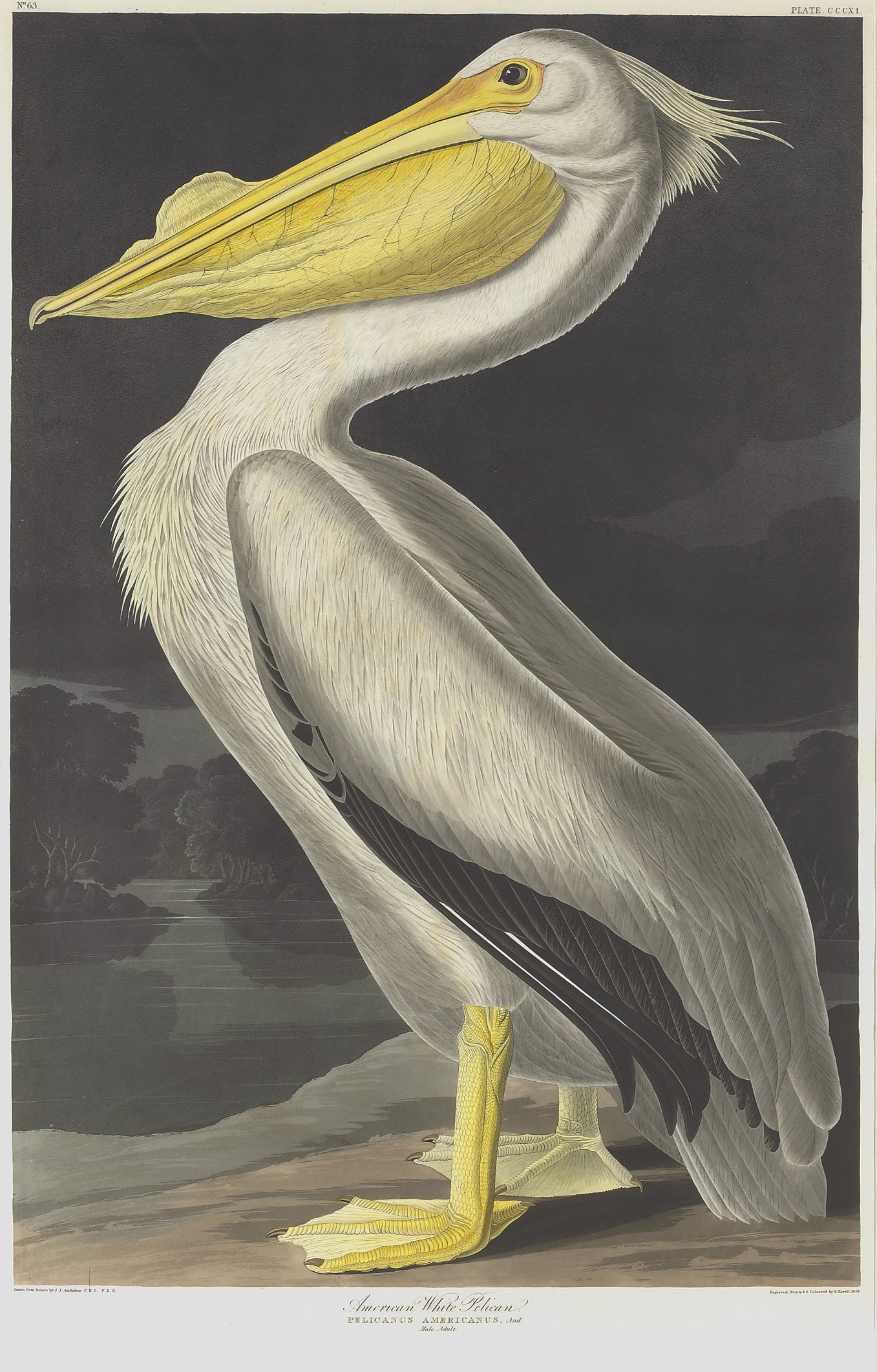 AFTER JOHN JAMES AUDUBON
BY ROBERT HAVELL