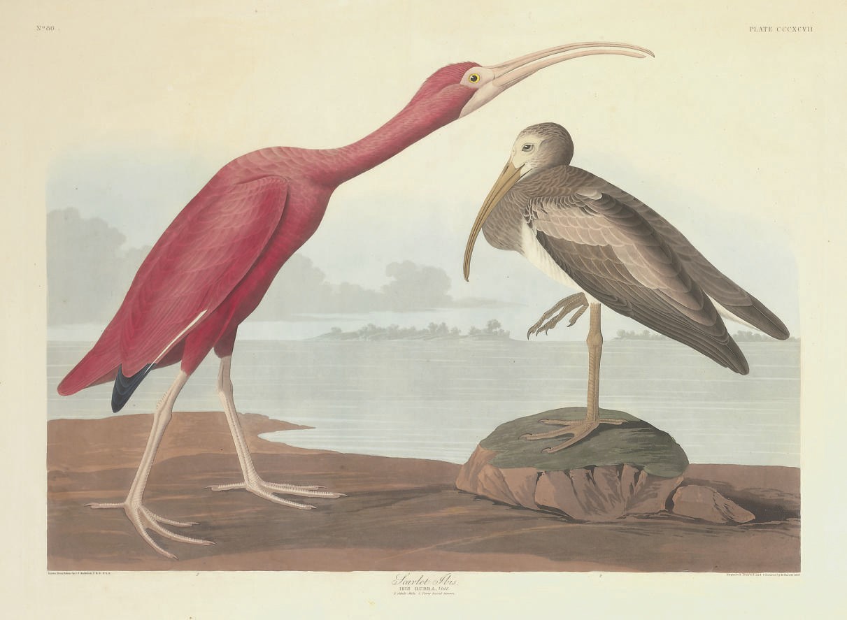AFTER JOHN JAMES AUDUBON
BY ROBERT HAVELL