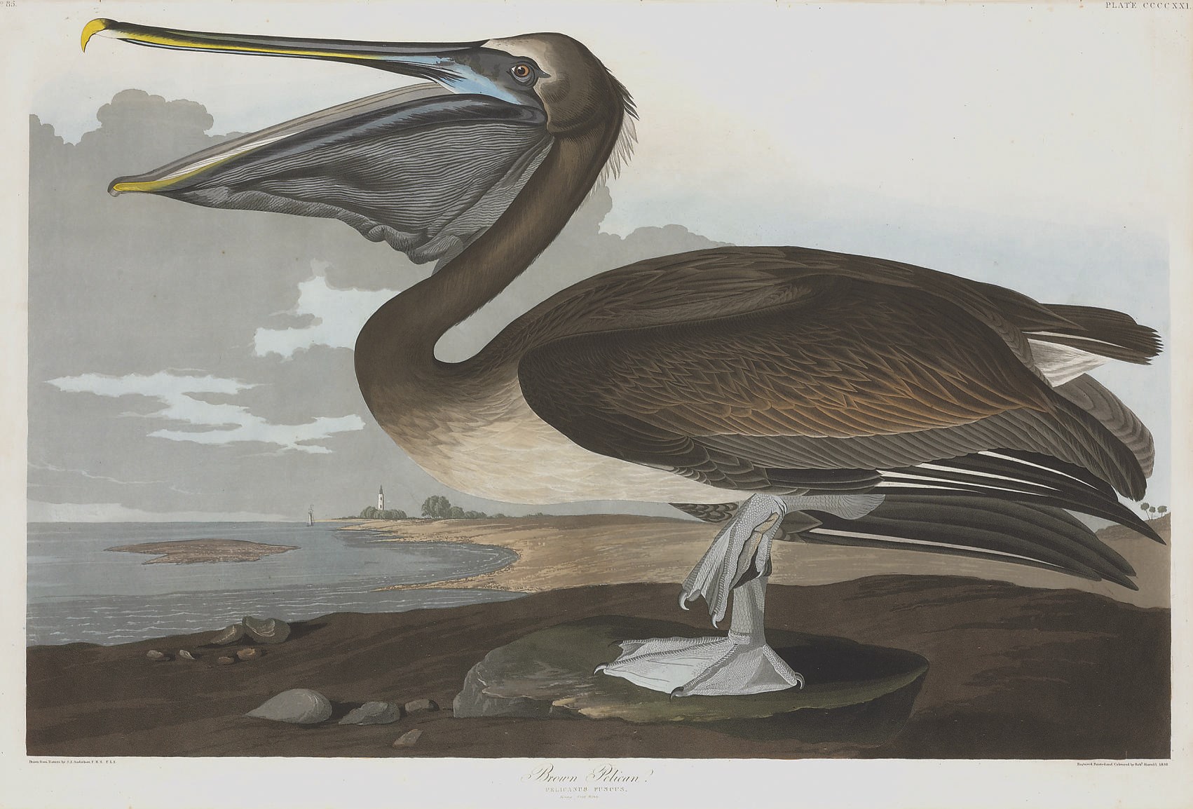 AFTER JOHN JAMES AUDUBON
BY ROBERT HAVELL