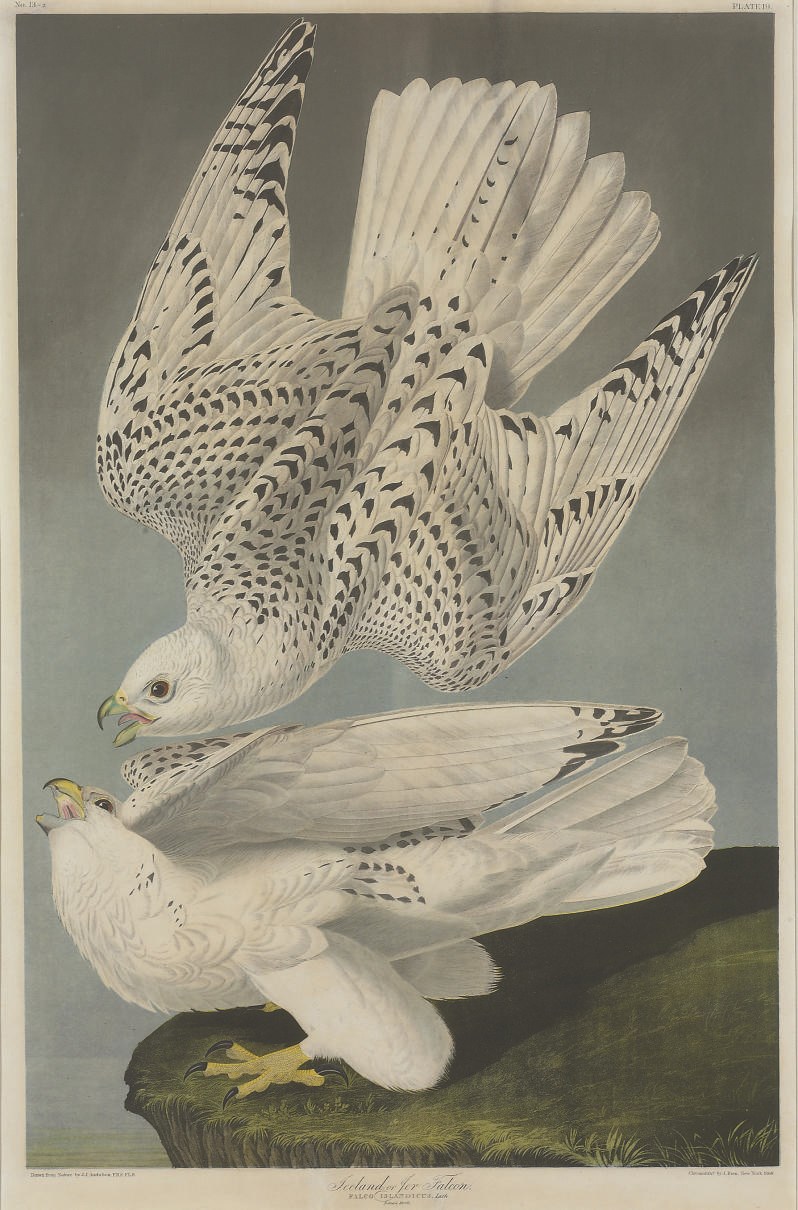 AFTER JOHN JAMES AUDUBON
BY JULIUS BIEN (1829-1909)