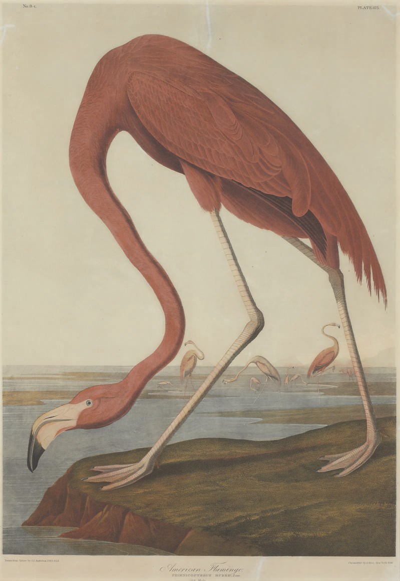 AFTER JOHN JAMES AUDUBON
BY JULIUS BIEN