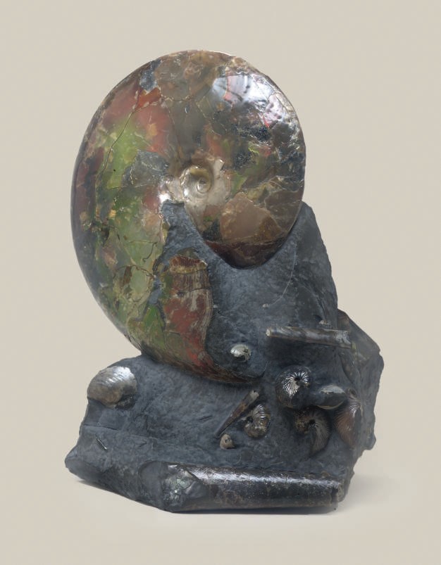 An ammonite assemblage