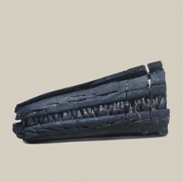 An Ichthyosaur Rostrum
