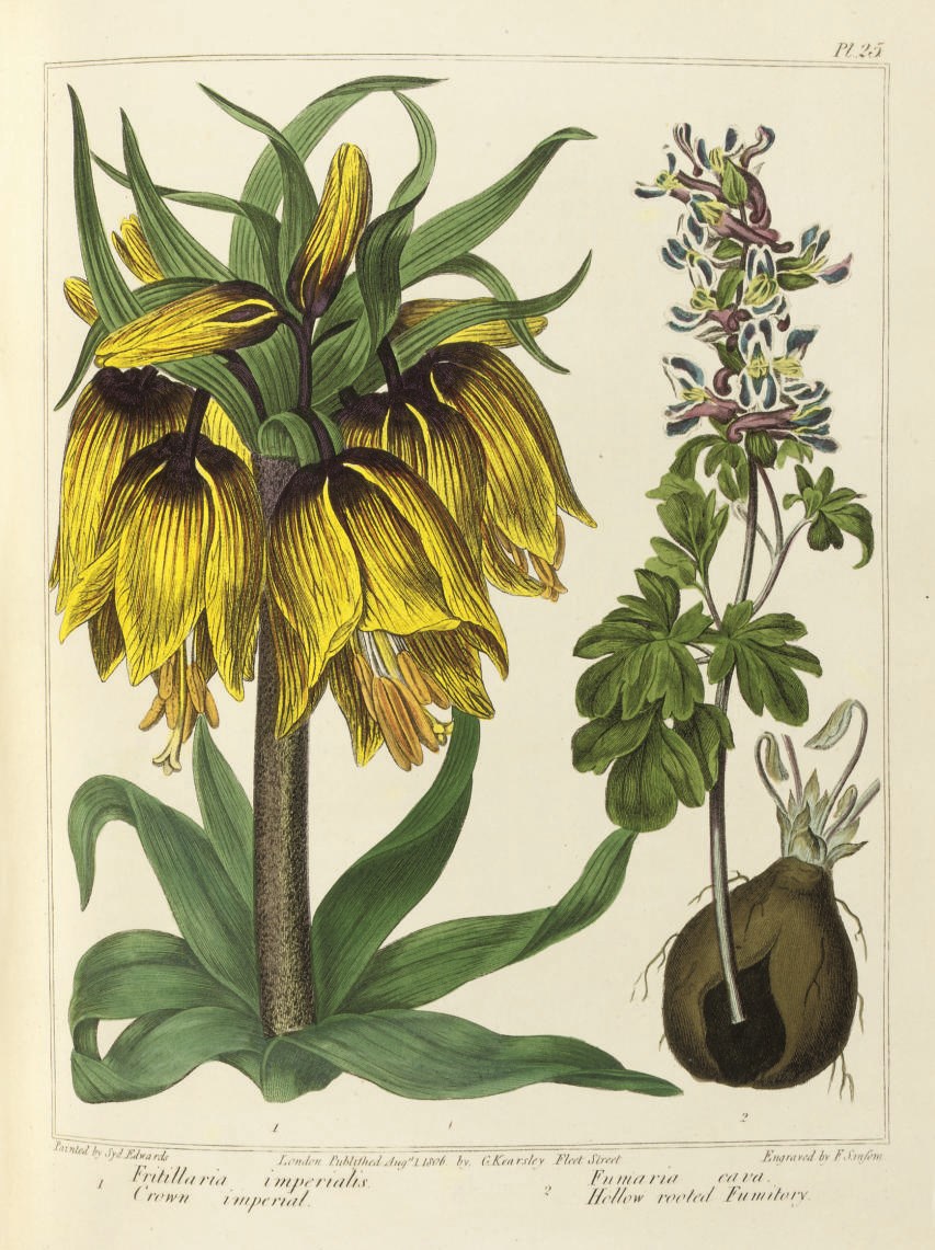 EDWARDS, Sydenham Teak(?1769-1819).  The New Flora Britannica. London: John Stockdale, 1812. 2 volumes bound in one, 4° (290 x 235mm). 61 hand-coloured engraved plates by Sydenham Teak Edwards (plates 55 and 56 misbound, occasional light mainly marginal staining). Contemporary red straight-grained morocco decorated in gilt and blind, gilt edges (extremities lightly rubbed, some scuffing to lower cover). Provenance: R. Millikens (contemporary bookseller's label); ?James Roberts (early signature on pastedown); Comte Lippens (modern amorial bookplate). Dunthorne 107; Nissen BBI 480; Sitwell Great Flower Books p.93.
