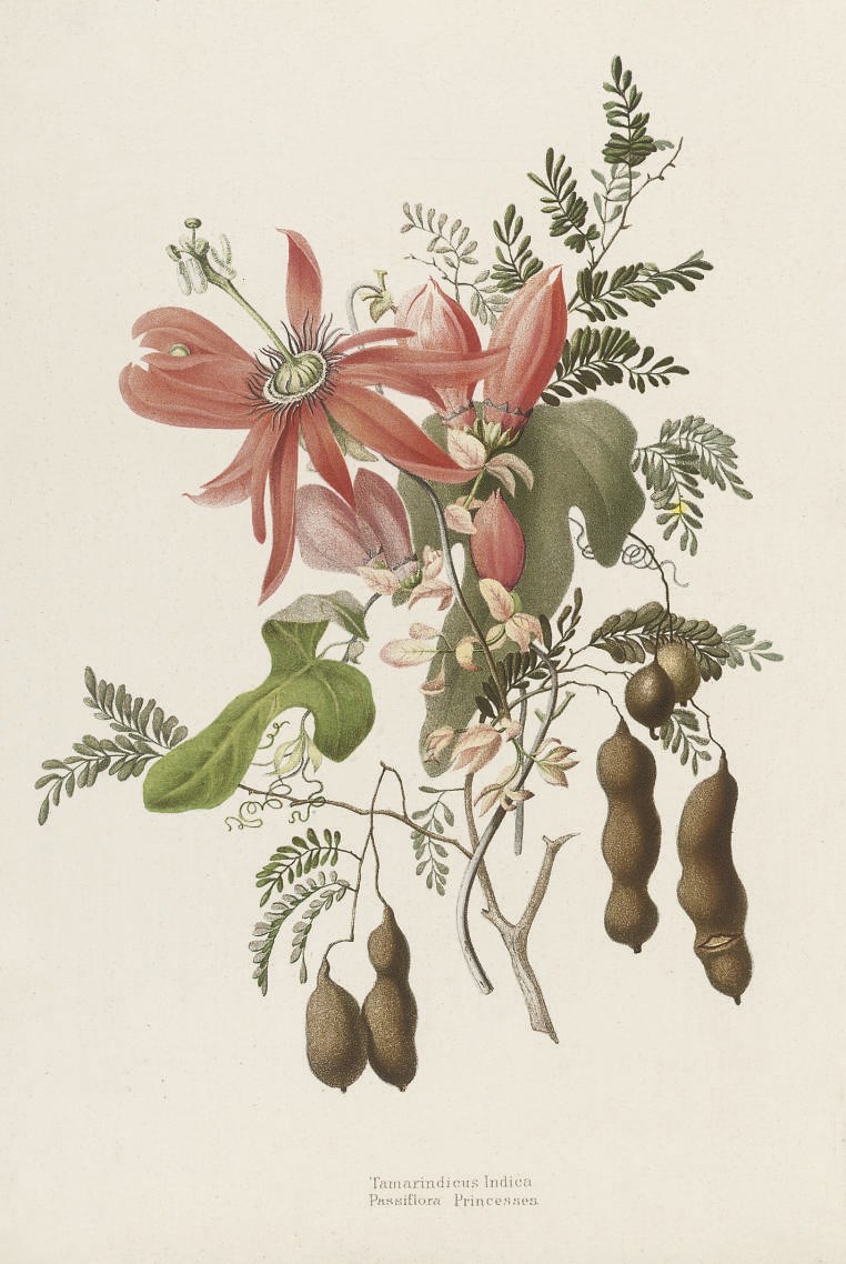 Flowers from an Indian Garden [Flowers from an Indian Garden. Second series]. Dusseldorf: Arnz & Breidenbach, [c.1846-c.1860]. 2 volumes, 2° (370 x 273mm). Tinted lithographed titles, introduction leaves printed in gold with chromolithographed borders and 22 hand-coloured and chromolithographed plates, in volume II each with a leaf of text printed in gold (a little foxing). Volume I in original boards (rubbed and a little soiled, tear in spine), volume II in original embossed cloth (rubbed and a little faded). 	 (2)