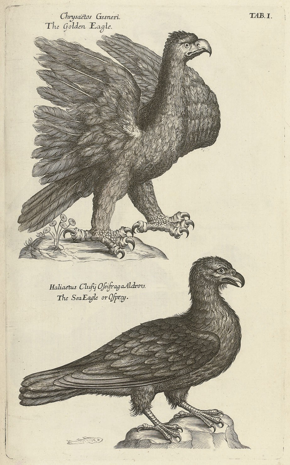 WILLUGHBY, Francis (1635-1672).  Ornithologiae Libri Tres ... Totum opus recognovit, digessit, supplevit Joannes Raius. London: Impensis Joannis Martyn, 1676. 2° (354 x 228mm). Imprimatur leaf, title printed in red and black with the Arms of the Royal Society, 77 engraved plates by Emma Willughby (some very light mainly marginal spotting and staining, a few text leaves lightly browned). Later calf-backed boards, spine gilt. FIRST EDITION. Wing W2879; Anker 532; Nissen IVB 991; Zimmer II, 677.