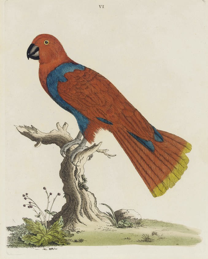 Peter Brown, fl.1776