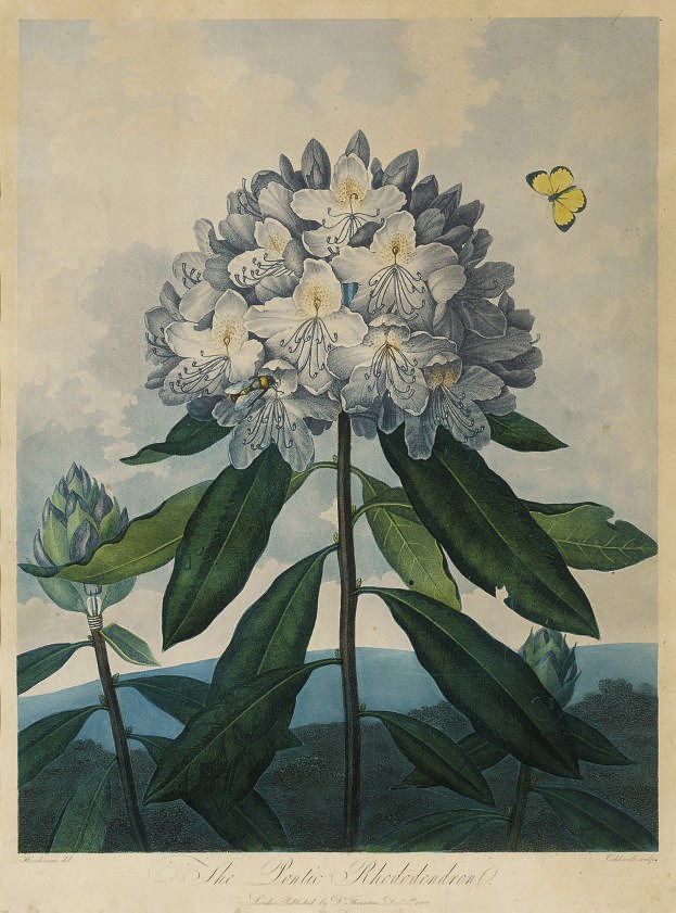Dr Robert John Thornton, publisher, (1768-1837)
