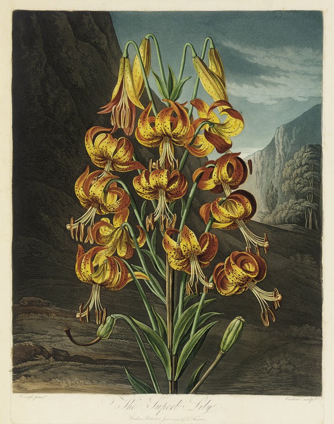 Dr Robert John Thornton, Publisher, (circa 1768-1837)