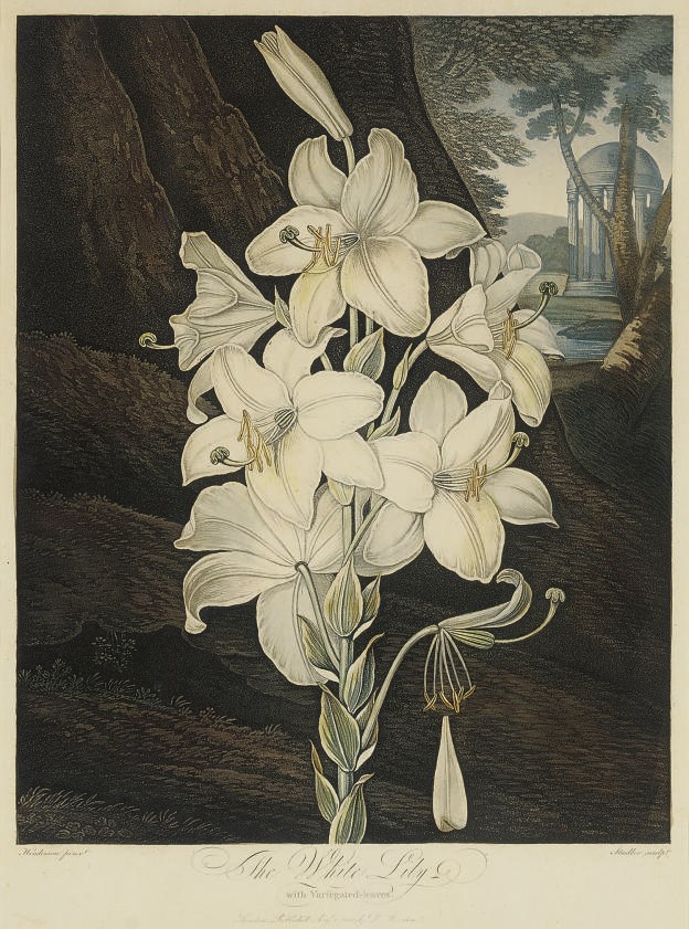Dr Robert John Thornton, publisher, (circa 1768-1837)