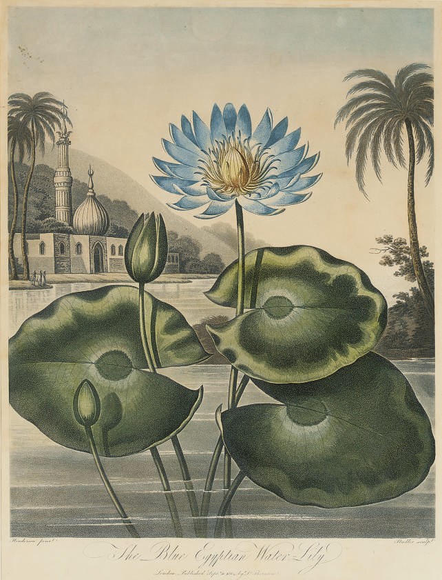 Dr Robert John Thornton, Publisher, (circa 1768-1837)