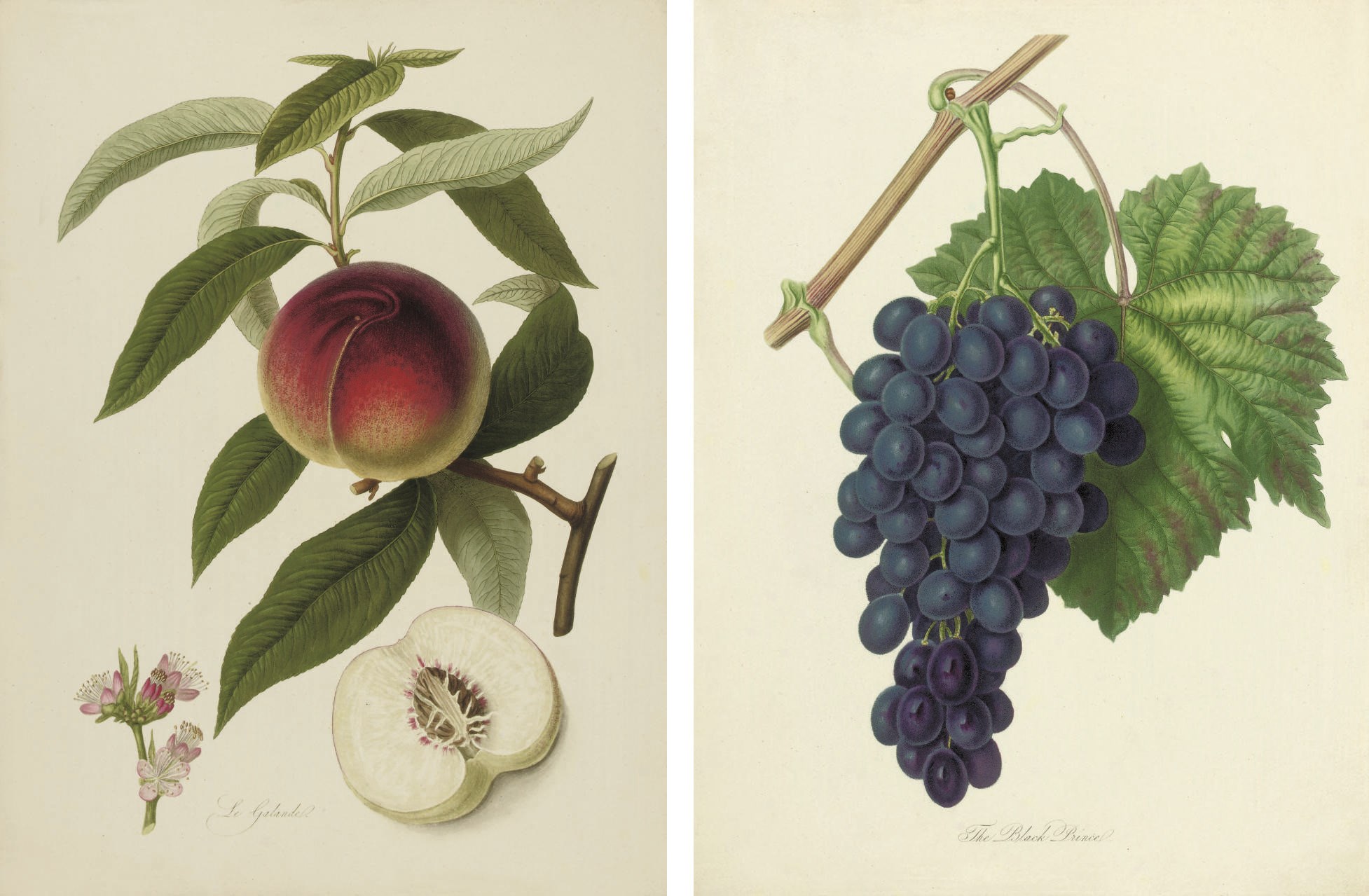William Hooker, F.H.S. (1785-1865), publisher