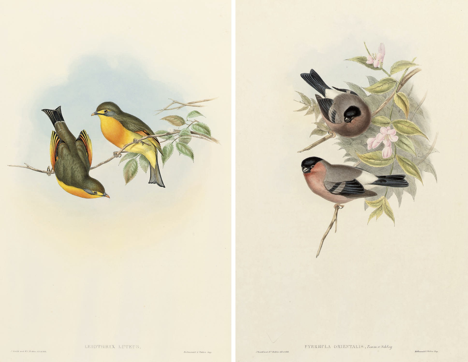 JOHN GOULD (1804-1881)