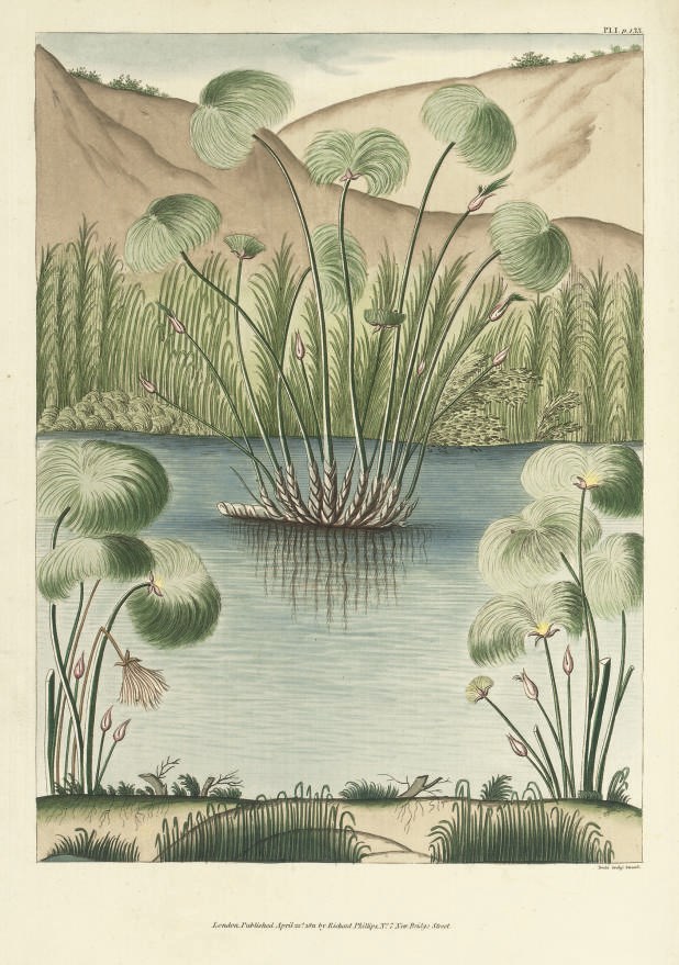 HAYTER, John (1756-1818).  A Report upon the Herculaneum Manuscripts, in a Second Letter, addressed, by permission, to His Royal Highness the Prince Regent. London: Richard Phillips, 1811. 4° (300 x 235mm). Hand-coloured engraved frontispiece and 4 plates of the Papyrus plant (some text leaves browned, occasional light spotting but plates clean). Contemporary half calf (skilfully rebacked). Lowndes III, 1018: "An interesting work."
