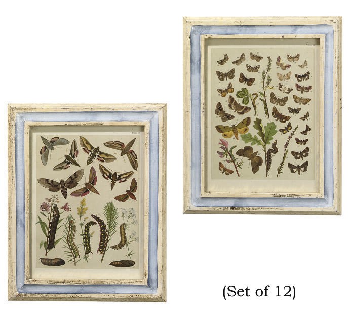 A SET OF TWELVE LITHOGRAPHED PRINTS OF BUTTERFLIES AND MOTHS