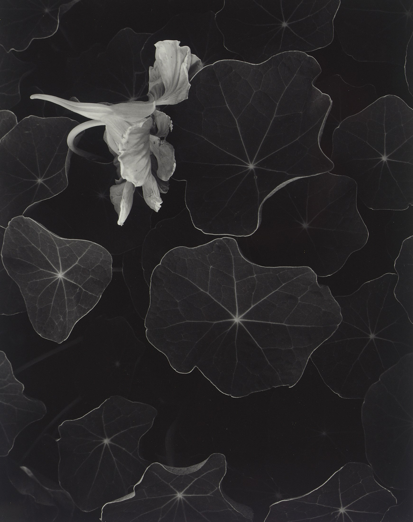 ANSEL ADAMS (1902-1984)