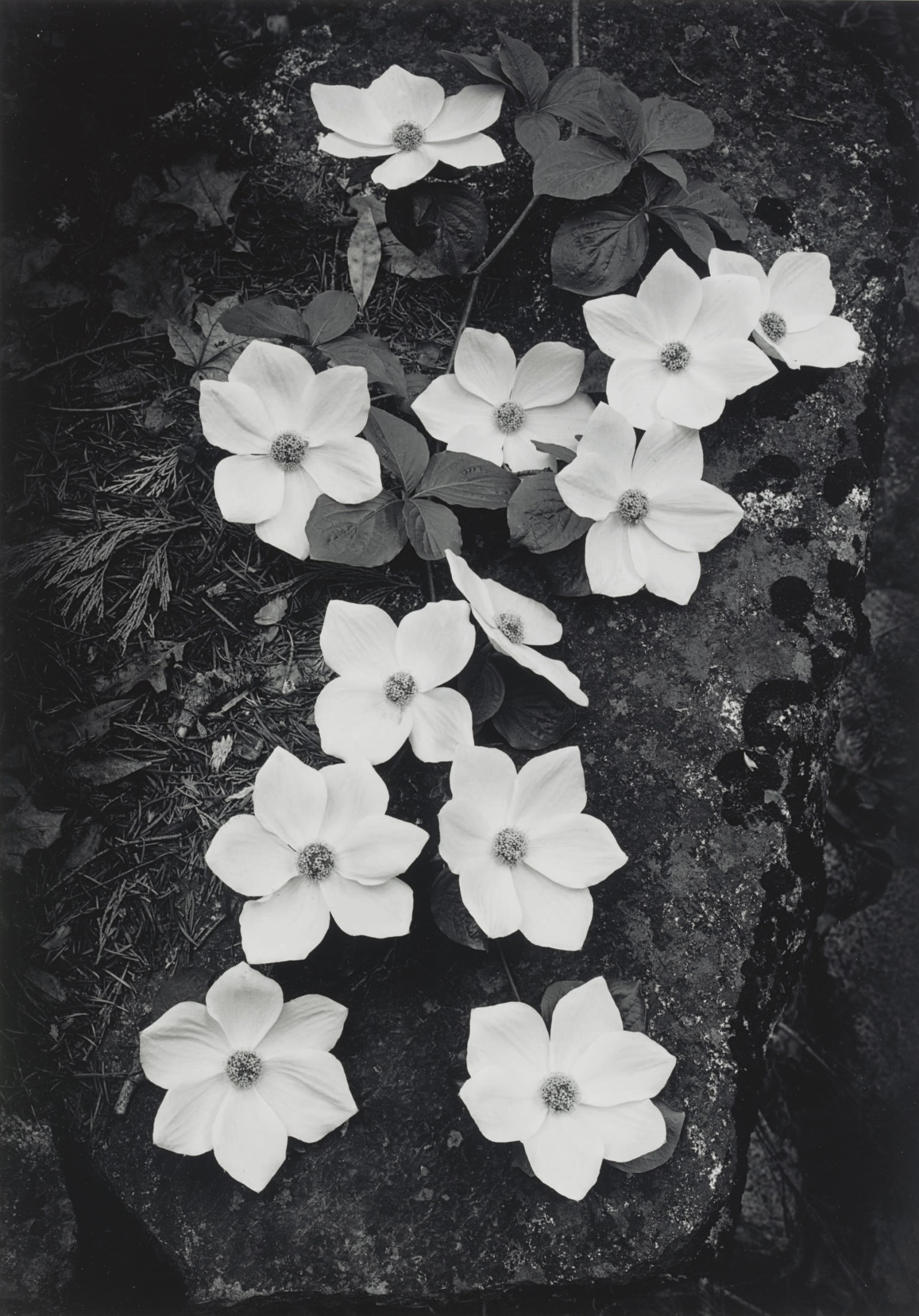 ANSEL ADAMS (1902-1984)