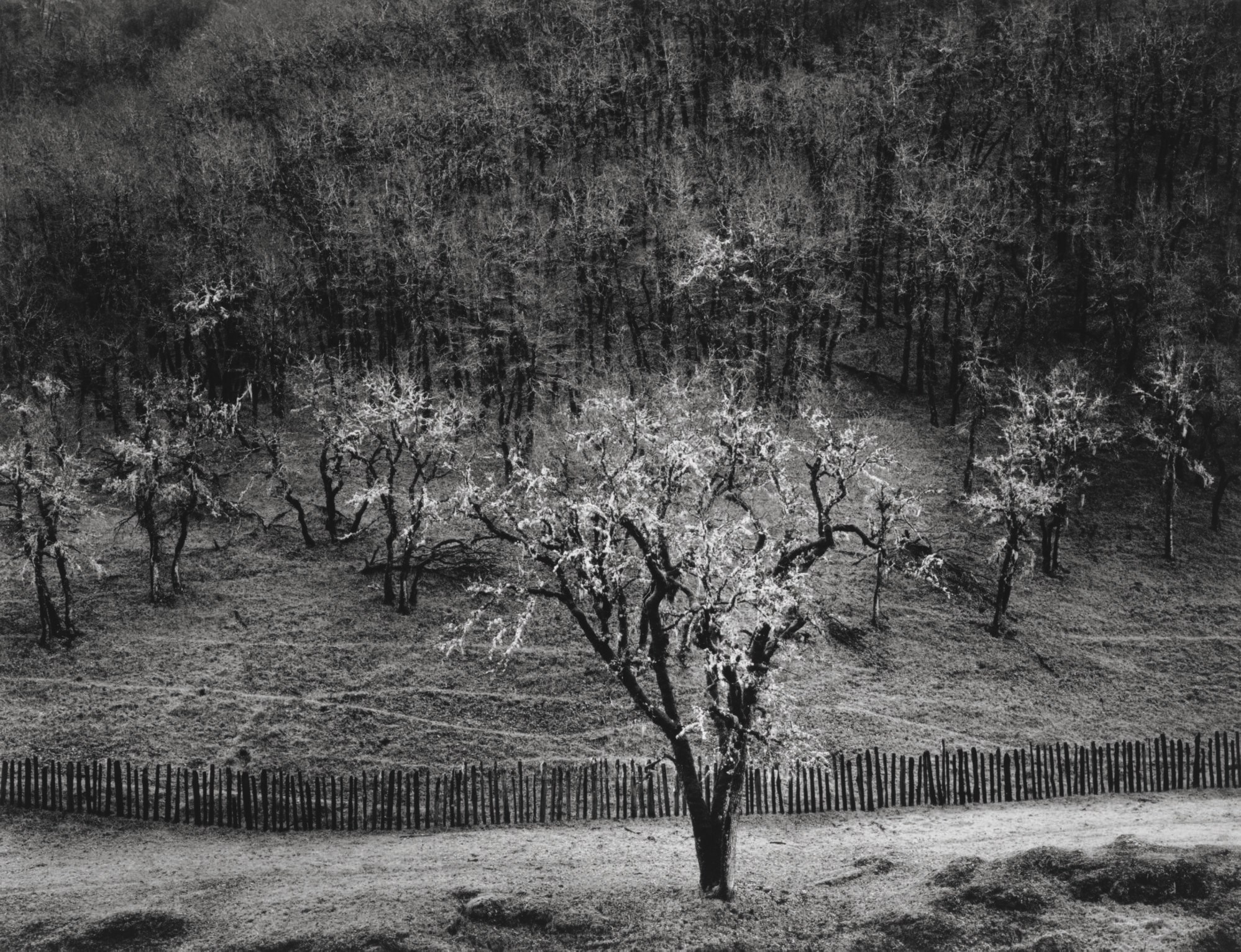 ANSEL ADAMS (1902-1984)