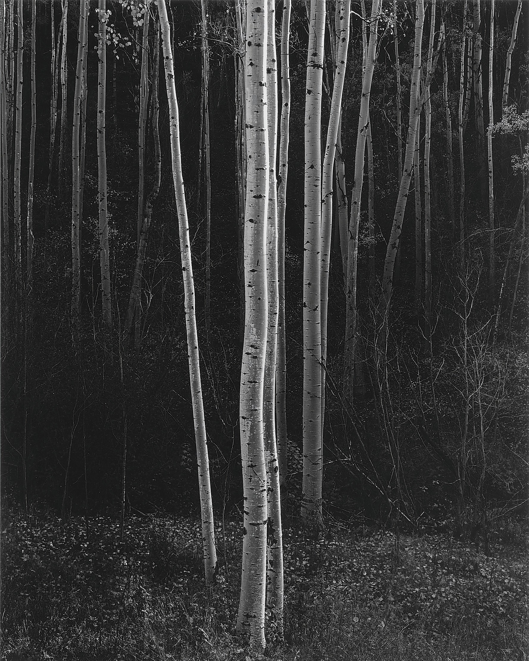 ANSEL ADAMS (1902-1984)