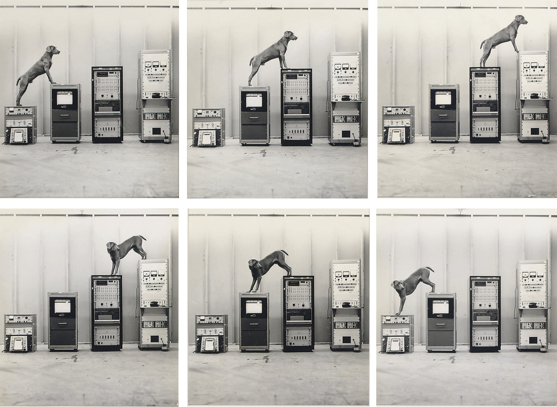WILLIAM WEGMAN (b. 1942)