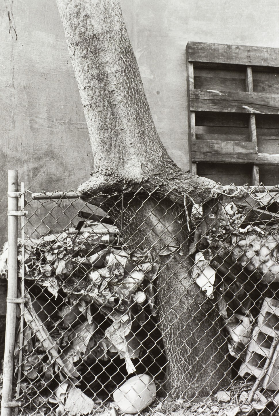 ZOE LEONARD (B. 1961)
