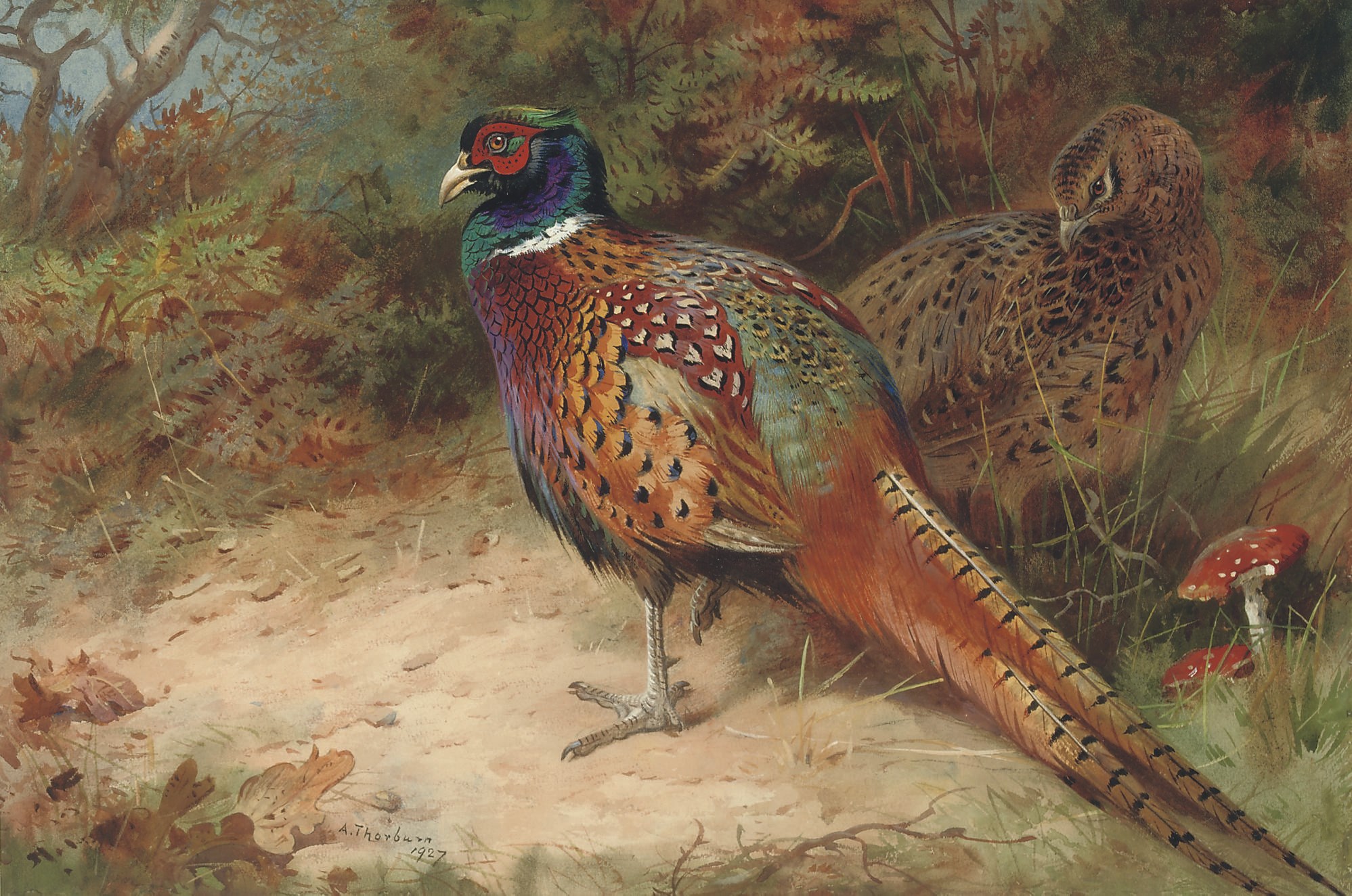 Archibald Thorburn (1860-1935)