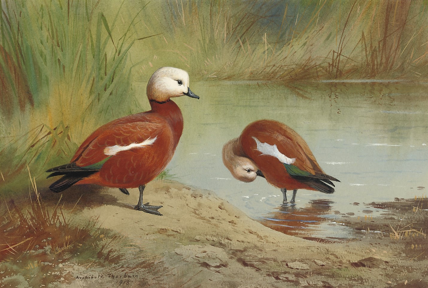 Archibald Thorburn (1860-1935)
