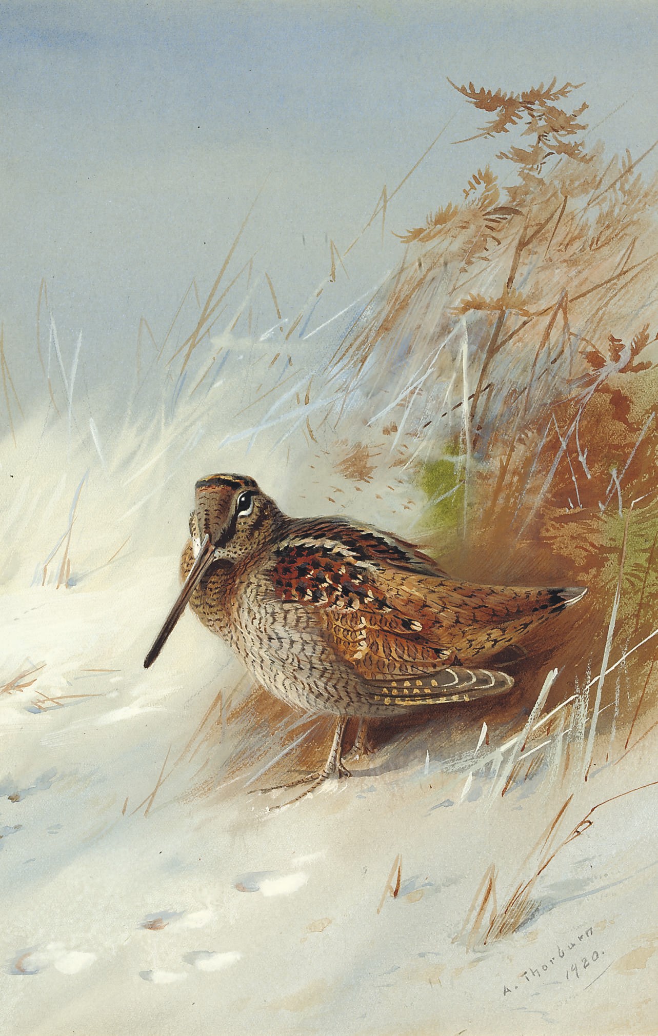 Archibald Thorburn (1860-1935)