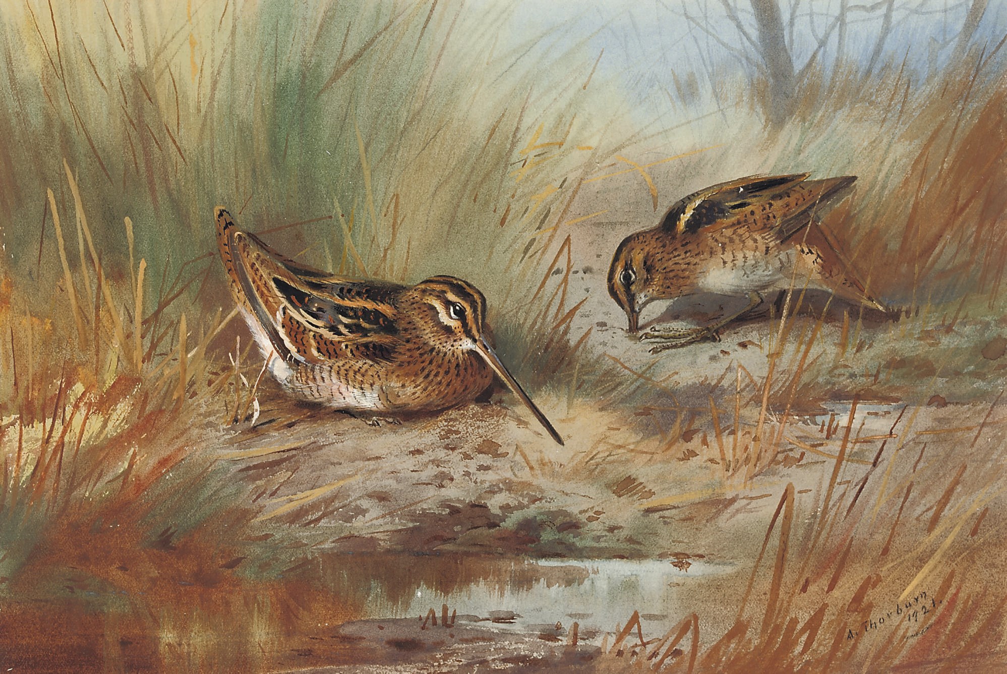 Archibald Thorburn (1860-1935)