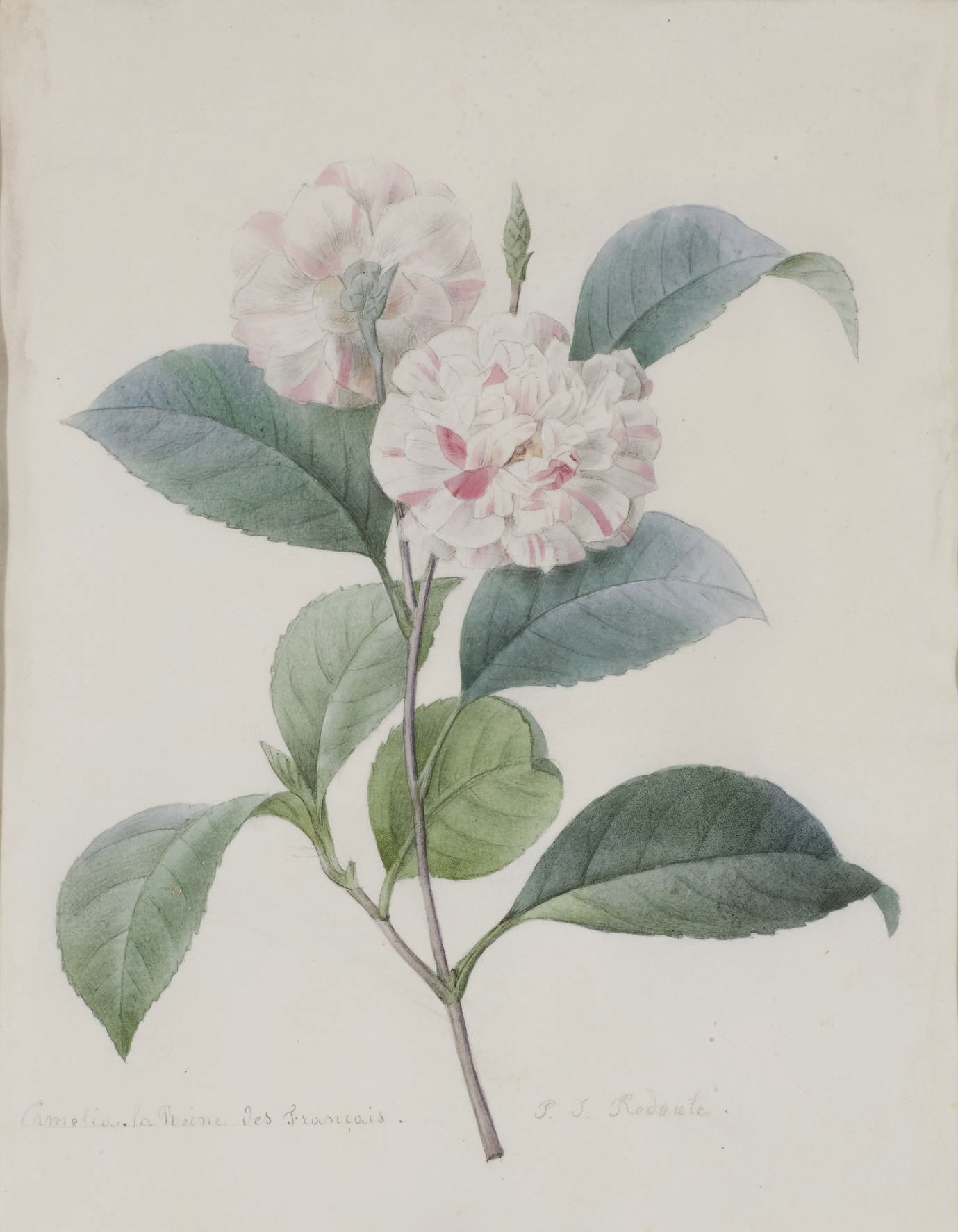 PIERRE-JOSEPH REDOUTE (1759-1840)