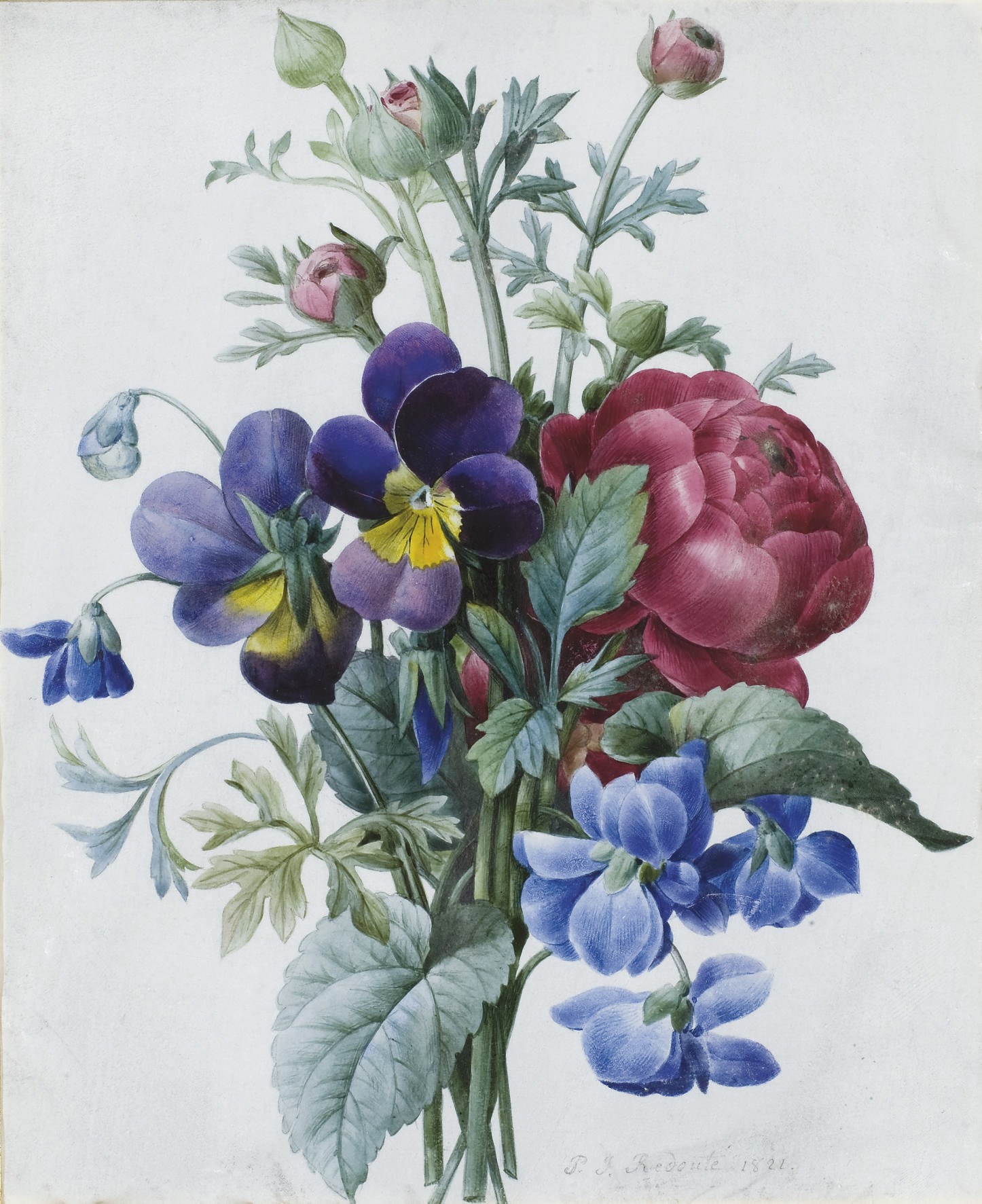 PIERRE-JOSEPH REDOUTE (1759 - 1840)