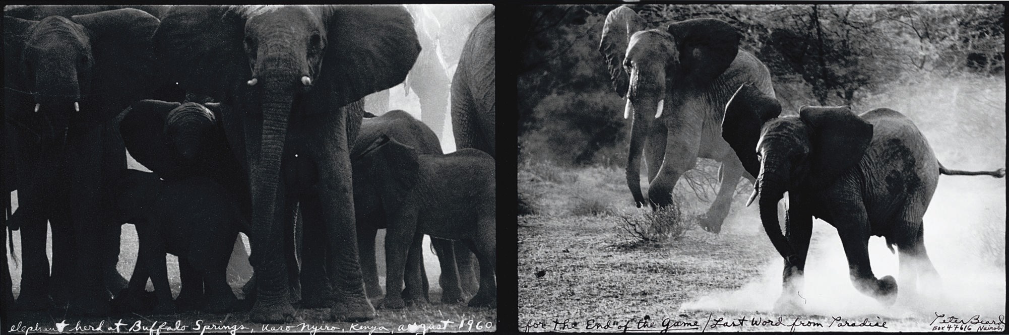 PETER BEARD (b.1938)