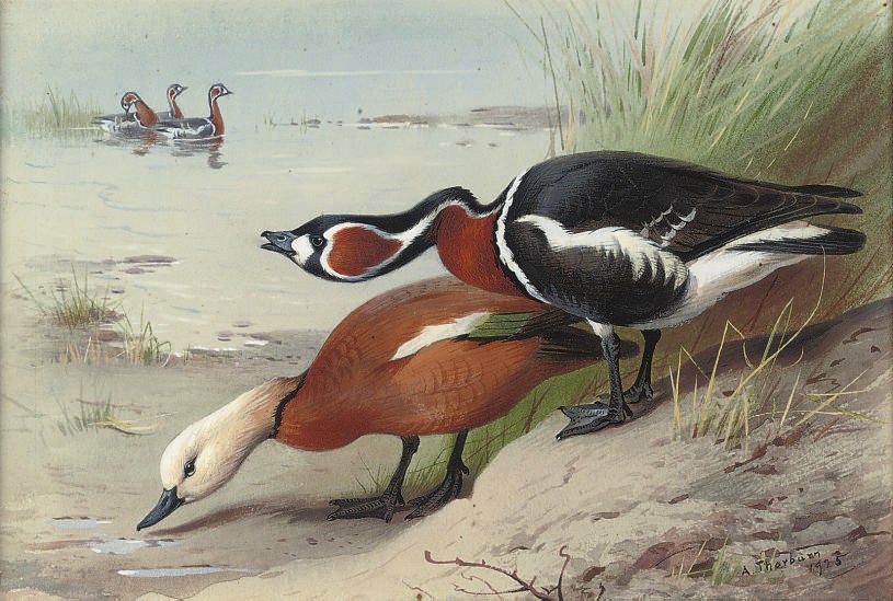 Archibald Thorburn (1860-1935)