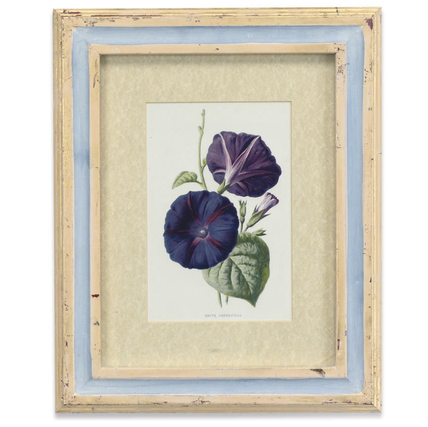 A COLLECTION OF TWELVE LITHOGRAPH PRINTS OF BOTANICAL INTEREST