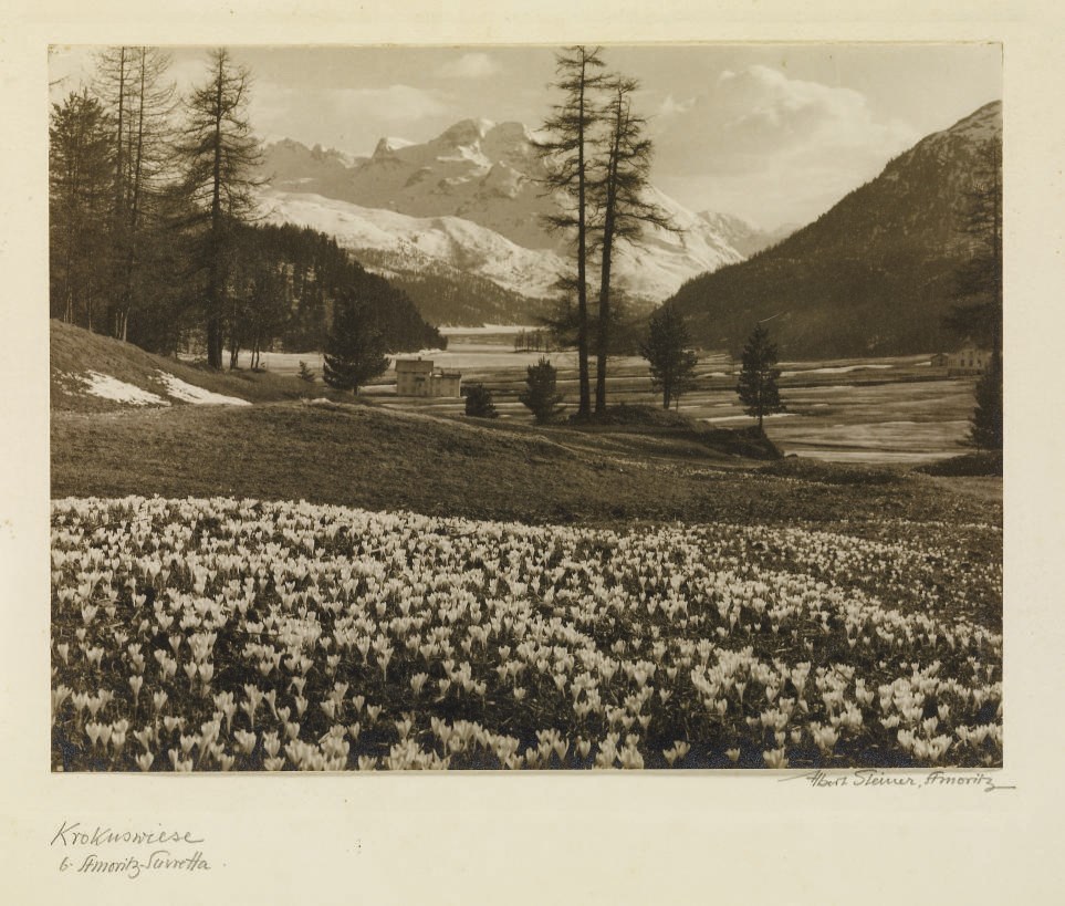 ALBERT STEINER (1877-1965)