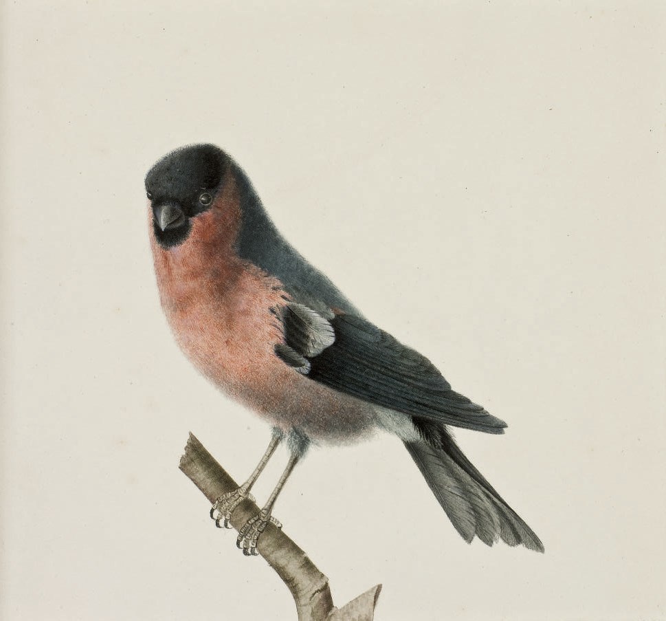 PANCRACE BESSA (PARIS 1772-1846 ECOUEN)