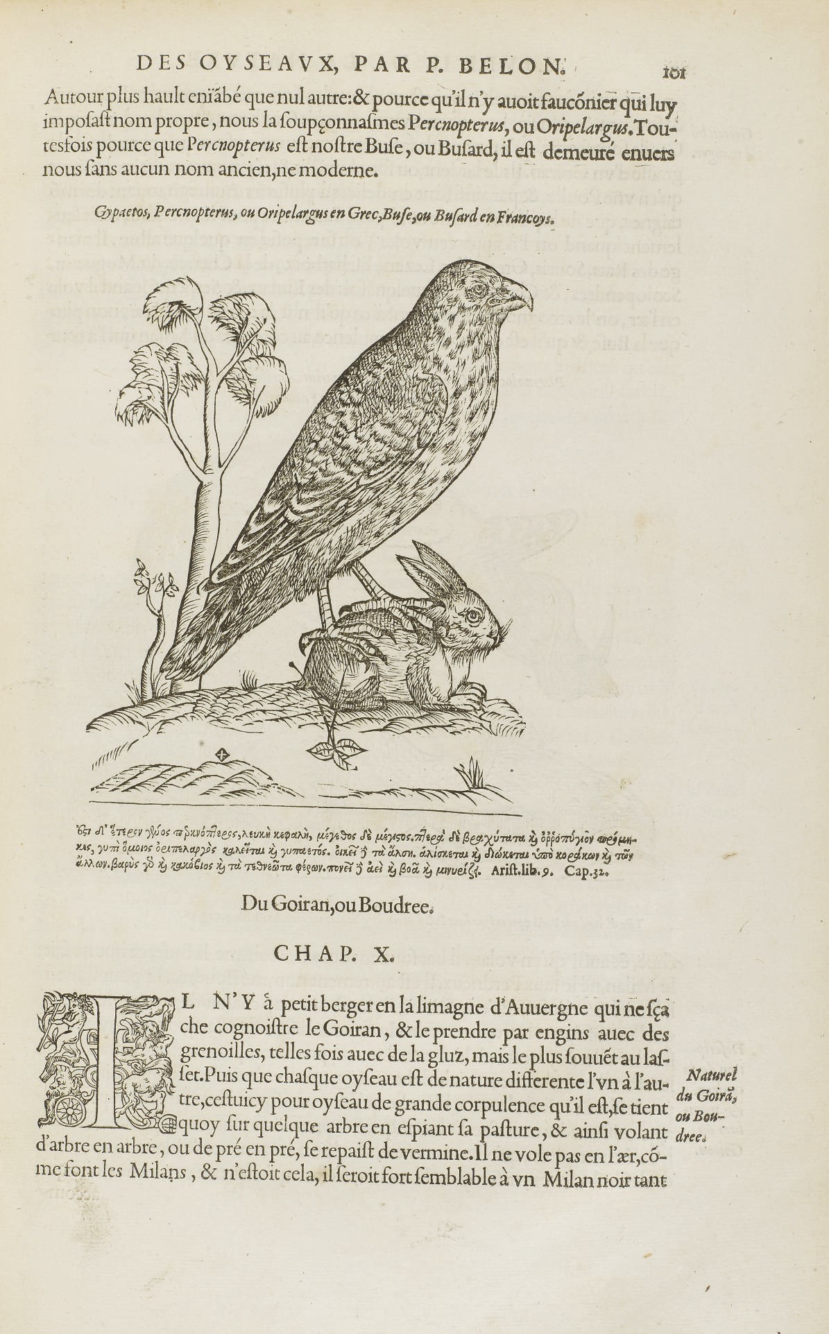 BELON, Pierre (1517?-1564). L'Histoire de la nature des oyseaux, avec leurs descriptions, & naïfs portraitcts retirez du naturel: escrite en sept livres. Paris: Gilles Corrozet, 1555.