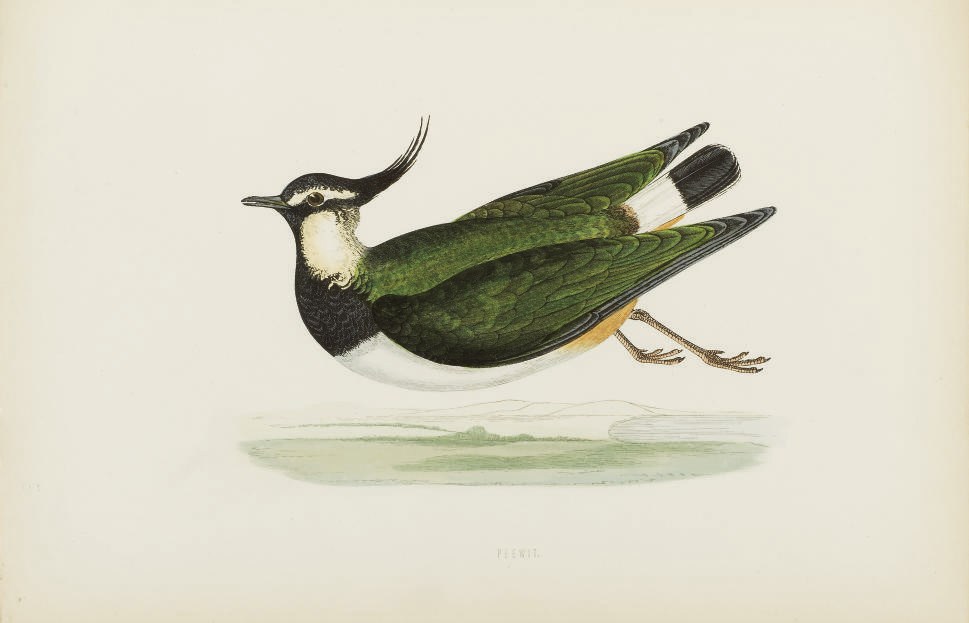 BREE, Charles Robert (1811-1886). A History of the Birds of Europe, Not Observed in the British Isles. Londres: Groombridge and Sons, 1863.