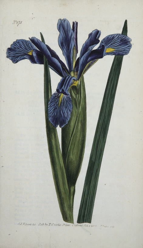 CURTIS, William (1747-1799). The Botanical Magazine; or, Flower-Garden Displayed... Londres: Stephen Couchman, 1793-1812.