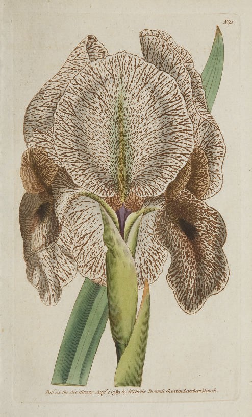 CURTIS, William (1746-1799). The Botanical Magazine; or, Flower Garden Displayed. Volumes 1-8. Londres: Couchman & Fry pour Curtis, 1790-1794.