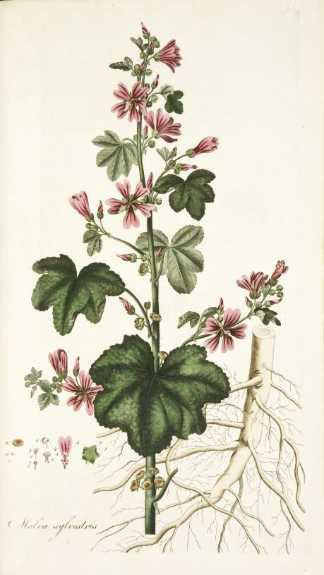 CURTIS, William (1747-1799). Flora Londinensis; or Plates and Descriptions of Such Plants As Grow Wild in the Environs of London;... Londres: for the Author and B. White, 1777-1798 et Londres: George Graves, [1819] pour le fascicule VII.